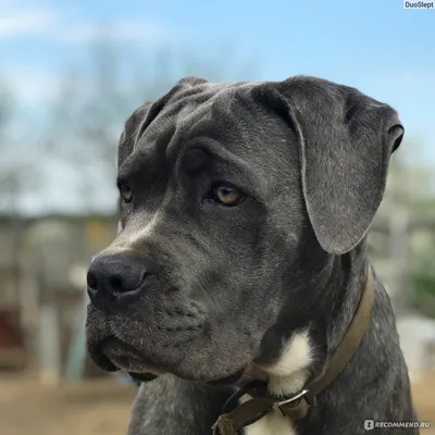 Кане корсо (Cane Corso) – это бесстрашная и очень преданная порода собак.  Описание, фото, отзывы владельцев.