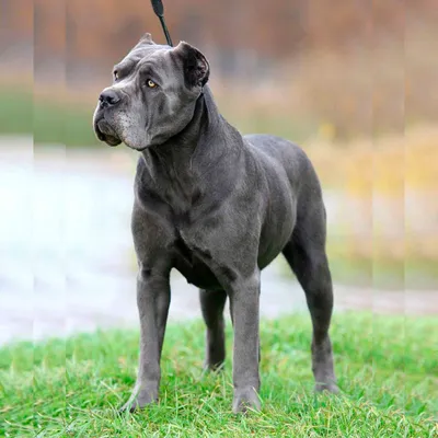 ГЛАВНАЯ / HOME - kennel cane corso italiano Fico Forte