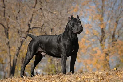 Кане корсо (Cane Corso) – это бесстрашная и очень преданная порода собак.  Описание, фото, отзывы владельцев.