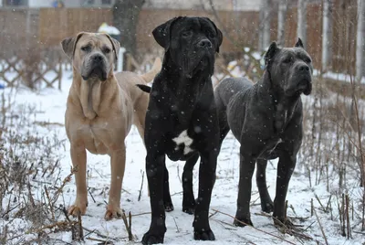 Кане корсо (Cane Corso) | Мир собак. Журнал о собаках. Доска объявлений.  Породы. Дрессировка.