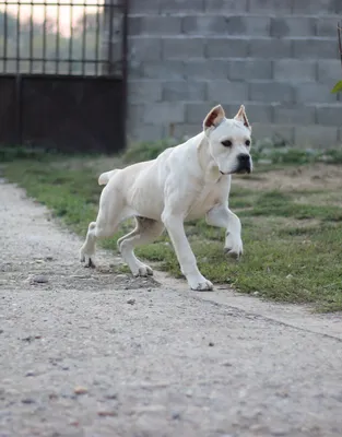 Пропала собака Мальчик кане корсо, ул. 70 лет Октября | Pet911.ru