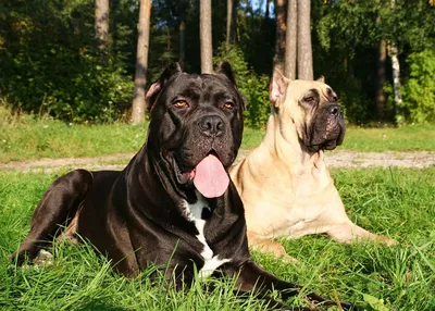 Кане корсо (Cane Corso) – это бесстрашная и очень преданная порода собак.  Описание, фото, отзывы владельцев.