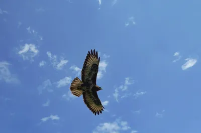 Летящая птица добычи Птица в голубом небе с открытыми крылами Сцена  действия от природы Канюк хищной птицы общий, канюк канюка, в Стоковое  Изображение - изображение насчитывающей тварь, зеленый: 75949711