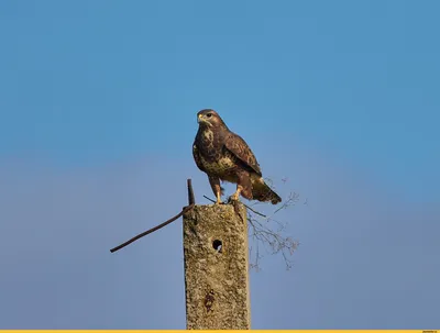 Фотокаталог птиц: Обыкновенный канюк (Buteo buteo)