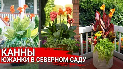 Канна в саду: сорта, посадка и уход | GreenMarket