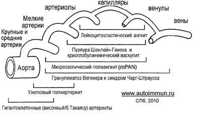 КРАСНАЯ ВОЛЧАНКА: