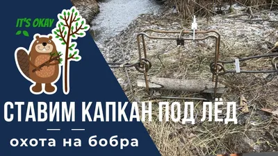 Медвежий капкан на голове» — создано в Шедевруме