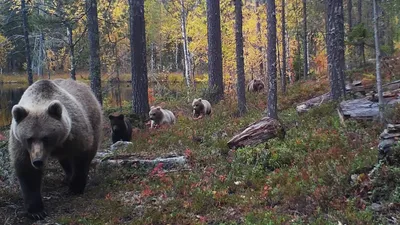 Капкан на медведя, Конец ХIХ - начало ХХ в., Архангельская губ.,  Холмогорский уезд