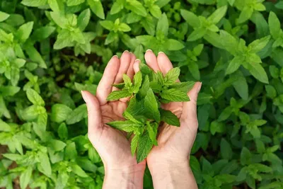 Эфирное масло Primavera Life мяты био (Mentha Piperita) - «Карамельная мята,  необычный вкусный аромат эфирного масла. Что такое масло качества Био?» |  отзывы