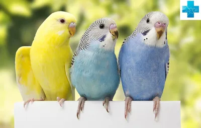 Попугай корелла 🦜 Все, что нужно знать владельцу | Pet7