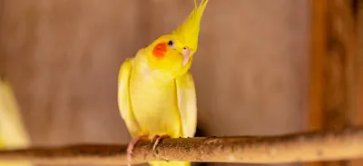 Новое поступление попугаев .. Неразлучники Карелы Какарики Волнистые |  Instagram