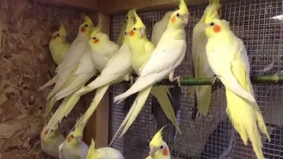 Новое поступление попугаев .. Неразлучники Карелы Какарики Волнистые |  Instagram