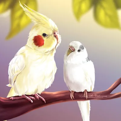 Детская комната Bird for you - влюбленные, канарейки, карелы, певцы, воробьи