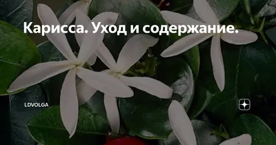 Карисса комнатная слива – купить в Санкт-Петербурге, цена 200 руб., продано  20 ноября 2018 – Растения и семена