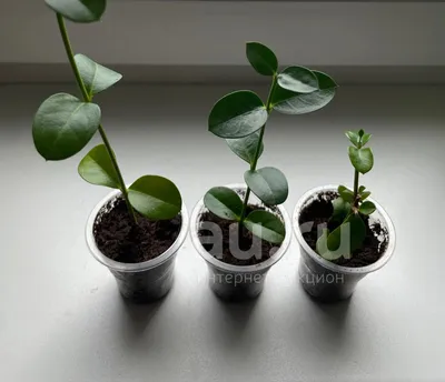 Купить Кариссу (Carissa) комнатное растение в СПб в интернет – магазине