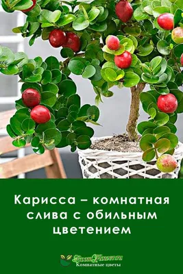 Коллекции растений ЦСБС СО РАН - Carissa macrocarpa (Eckl.) A.DC. – Карисса  крупноцветковая