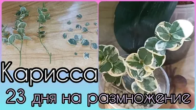 Карисса крупноплодная (ягодная слива) купить почтой в Одессе, Киеве,  Украине | Agro-Market