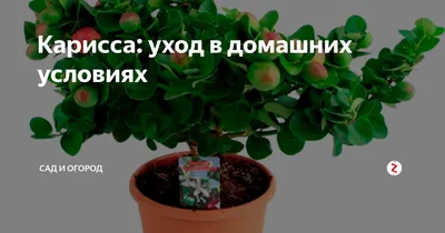 Карисса: уход в домашних условиях | Садок-городок | Дзен