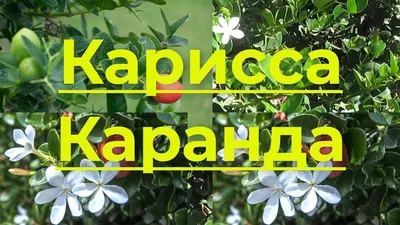 Карисса - комнатная слива