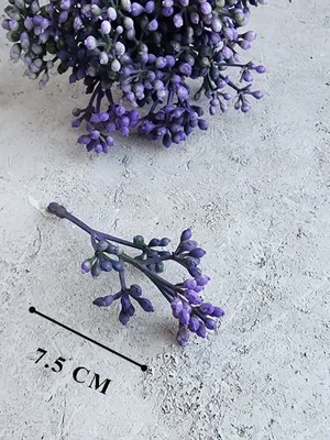 карисса крупноплодная - молодое комнатное растение — купить в Красноярске.  Горшечные растения и комнатные цветы на интернет-аукционе Au.ru