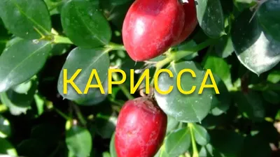 WooDecor Вставка для букетов соцветие карисса - дори (набор 20 шт.)