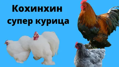 Кохинхин - курица императоров Поднебесной | Блог недофермера, или путь к  мечте | Дзен