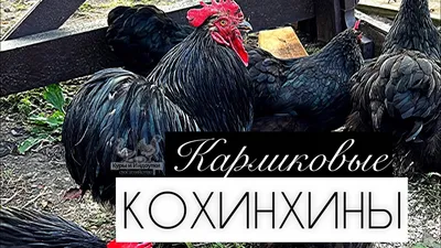 КОХИНХИН КАРЛИКОВЫЙ! Покупки для хозяйства! Новая порода кур! Куры🐔и  Индоутки🦆! Своё хозяйство! - YouTube