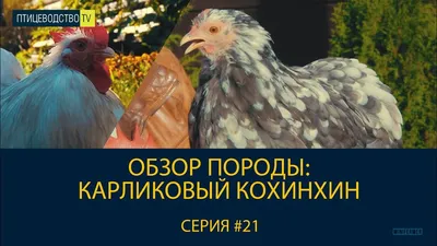 Карликовый кохинхины 3 курочки 1 петух: 3 000 грн. - Сельхоз животные  Старые Петровцы на Olx