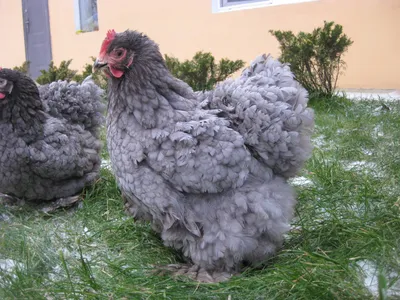 Куры Кохинхин гигант, цыплята разного окраса: 400 грн. - Сельхоз животные  Киев на Olx