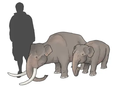 Planet Zoo — Сицилийский карликовый слон — новый вымерший вид / Существа и  монстры / Персонажи и игроки