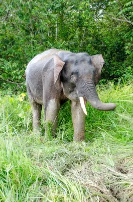 Слонов заподозрили в самоодомашнивании. Их поведение напоминает поведение  людей и бонобо