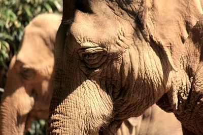 Planet Zoo — Сицилийский карликовый слон — новый вымерший вид / Существа и  монстры / Персонажи и игроки