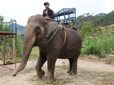 Карликовый слон Борнео со спутниковым ошейником Фон И картинка для  бесплатной загрузки - Pngtree