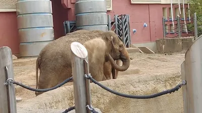 Теряли по 200 кг: ученые рассказали, как быстро слоны Сицилии стали  карликами