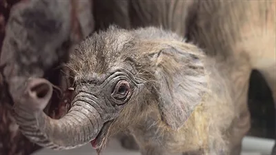 Слоны в Московском зоопарке - YouTube