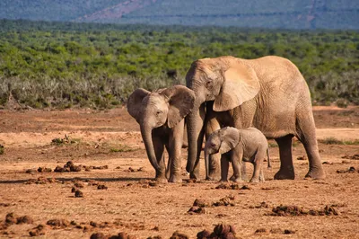 Слоны затоптали туристов в Малазии: как стадо вступилось за слоненка,  которого сбила машина