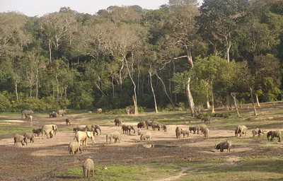 Центрально-Африканская Республика. Карликовые слоны.