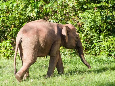 File:Elephas beyeri.jpg - Wikimedia Commons