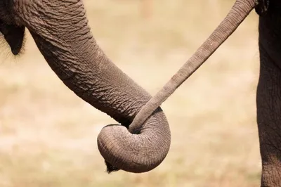 Биологи подозревают, что слоны одомашнили сами себя | Mixnews