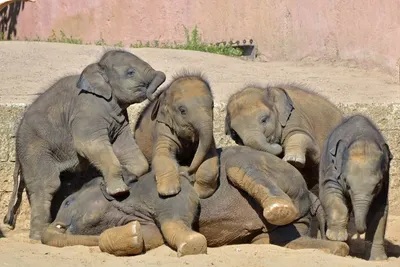 Сколько весит слон? и 13 других интересных фактов о самых больших животных  на земле — блог туриста Dasha1553 на Туристер.Ру