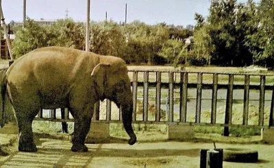Карликовый слон (48 фото)