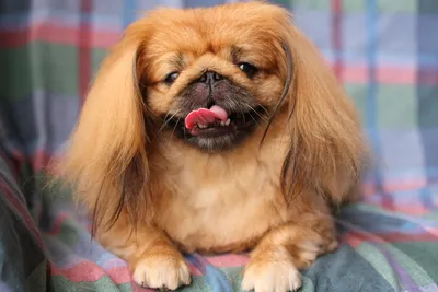 Пекинес собака: фото, характер, описание породы