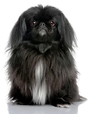 Пекинес: ТОП-100 фото породы собак: характер, интересные факты, окрас, цена  щенка, правильный уход и содержание