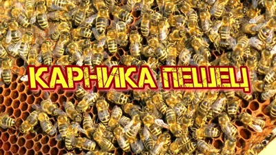 Карника! Пешец Для мира с соседями. Матка пчел. Первый вывод. - Доска  бесплатных объявлений Mur.tv