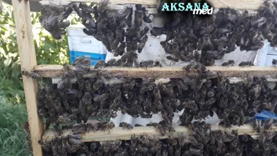 Пчеломатки Карника пешец , Запорожье: Пчеломатки на Agronet