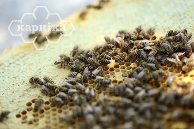 Пчеломатки Карника пешец , Запорожье: Пчеломатки на Agronet