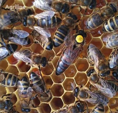 Порода пчёл Карника (A.m. Carnica) - Породы пчёл - Форум на ТочкУ