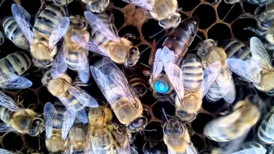 Почему карника? Пчелы карника варроатолеранц | cvetochek.ru