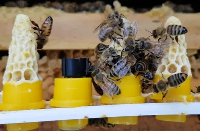 Статьи про пчел карника, её характеристики и линии