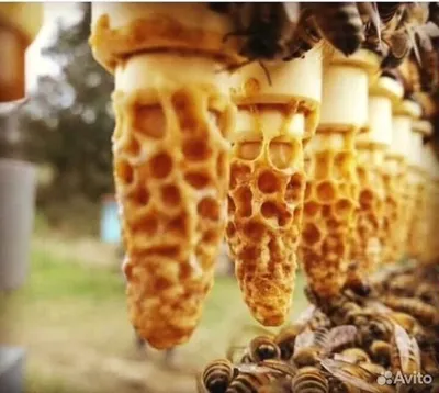 Пчела породы \"Карника\" | Начинающий пчеловод, не трутень! | Дзен